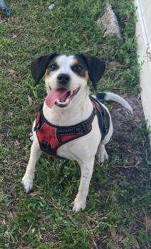 Rescue Treeing Walker Coonhound and Beagle Dogs for Adoption in Orlando, Florida - Penny | PetCurious