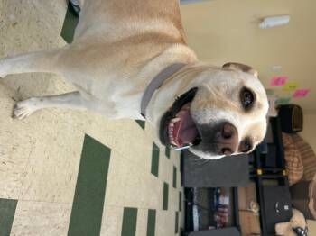 Labrador Retriever Dogs Available for Adoption in St. Joseph, Michigan - Lola | PetCurious