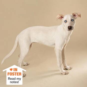 Flimflam -  Labrador Retriever and Cattle Dog Dog for Adoption in Kanab, Utah - Flimflam | PetCurious
