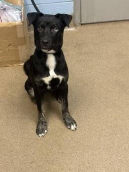 Bang -  Mixed Breed Dog for Adoption in Chamblee, Georgia - Bang | PetCurious