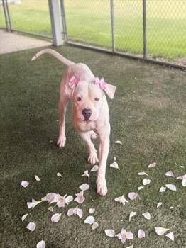 OPIE -  American Bulldog and Mixed Breed Dog for Adoption in Doral, Florida - OPIE | PetCurious