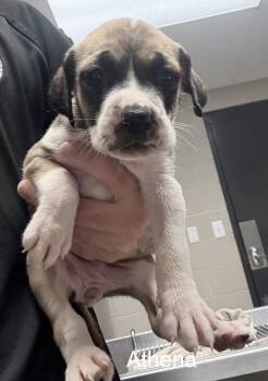 Staffordshire Bull Terrier and Labrador Retriever Dogs Available for Adoption - Athena | PetCurious