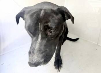 A660928 -  Pit Bull Terrier Dog for Adoption in Houston, Texas - A660928 | PetCurious