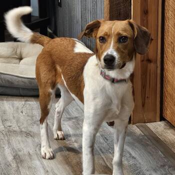 Mixed Breed Dogs Available for Adoption - Candice | PetCurious