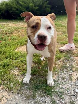 Snoochie -  American Bulldog Dog for Adoption in Ilderton, Ontario - Snoochie | PetCurious