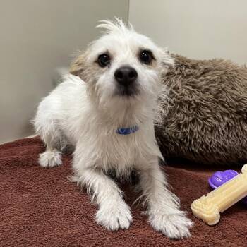 Whistle 54511 -  Terrier Dog for Adoption in Las Vegas, Nevada - Whistle 54511 | PetCurious
