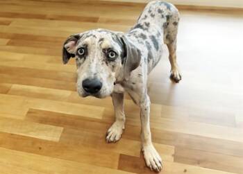 STRAY NOT AVAILBLE -  Catahoula Leopard Dog and Mixed Breed Dog for Adoption in Fort Lauderdale, Florida - STRAY NOT AVAILBLE | PetCurious