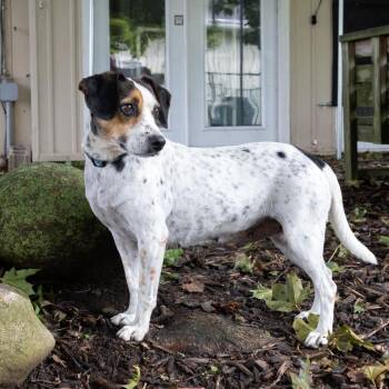 Kelsey -  Beagle and Mixed Breed Dog for Adoption in Mckean, Pennsylvania - Kelsey | PetCurious