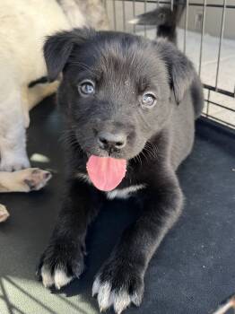 Rescue Husky and Mixed Breed Dogs for Adoption in Gilbert, South Carolina - Harlow | PetCurious