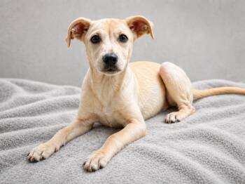 Labrador Retriever and Australian Cattle Dog Blue Heeler Dogs Available for Adoption in Baton Rouge, Louisiana - Buckley  | PetCurious