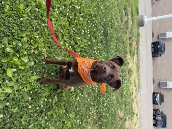 Rolo -  Chocolate Labrador Retriever and Husky Dog for Adoption in Zanesville, Ohio - Rolo | PetCurious