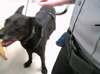 Rescue German Shepherd Dog Dogs for Adoption in Loveland, Colorado - JAGGER | PetCurious