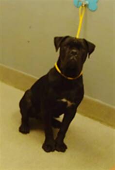 VINCENT -  Cane Corso Dog for Adoption in Las Vegas, Nevada - VINCENT | PetCurious
