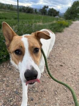 Mixed Breed Dogs Available for Adoption in Fort Collins, Colorado - Flower Power | PetCurious