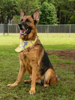 Wilma -  German Shepherd Dog Dog for Adoption in Myrtle Beach, South Carolina - Wilma | PetCurious