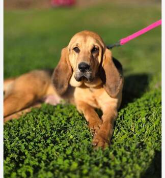 Winnie cs -  Bloodhound Dog for Adoption in Columbia, Maryland - Winnie Cs | PetCurious