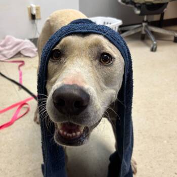 Rescue Labrador Retriever Dogs for Adoption in Austin, Texas - Peanut Butter Baby | PetCurious