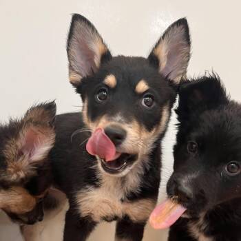 Duchess Drool -  German Shepherd Dog and Border Collie Dog for Adoption in Kanab, Utah - Duchess Drool | PetCurious