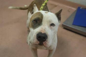 Rescue Mixed Breed Dogs for Adoption in Columbia, South Carolina - PIRATE | PetCurious