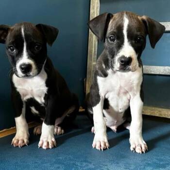Hill -  Pit Bull Terrier and Mixed Breed Dog for Adoption in Griswold, Connecticut - Hill | PetCurious