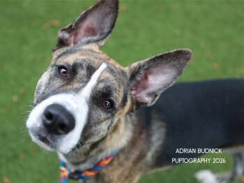 Ringo -  Mixed Breed Dog for Adoption in Nashville, Tennessee - Ringo | PetCurious