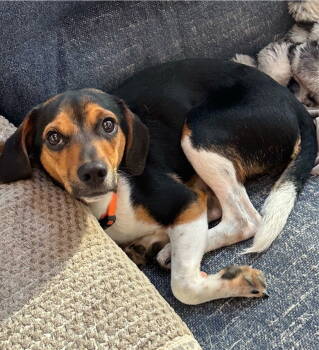 Rescue Beagle Dogs for Adoption in Milton, Georgia - Roads | PetCurious