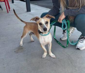 Chihuahua Dogs Available for Adoption in Phoenix, Arizona - Sly | PetCurious