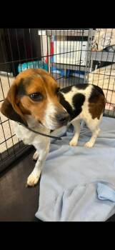 Beagle Dogs Available for Adoption - Kosher | PetCurious