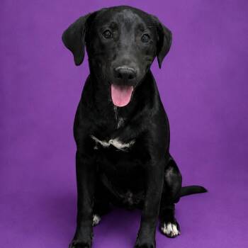Luna -  Labrador Retriever Dog for Adoption in Heber Springs, Arkansas - Luna | PetCurious