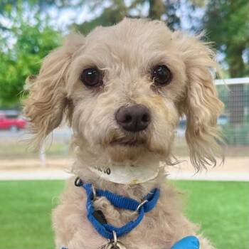 Concerto -  Miniature Poodle and Terrier Dog for Adoption in Walnut Creek, California - Concerto | PetCurious