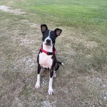 Barley -  Rat Terrier Dog for Adoption in Tomball, Texas - Barley | PetCurious