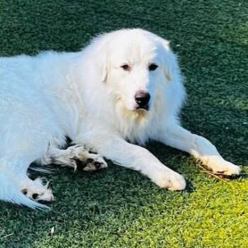 Rescue Great Pyrenees Dogs for Adoption in Roswell, Georgia - Finn Beckett | PetCurious