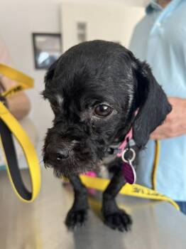 Rescue Shih Tzu and Poodle Dogs for Adoption in Williamsburg, Virginia - Widget | PetCurious