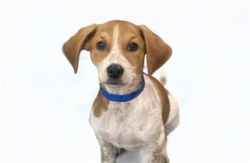 WILKES -  Harrier and Mixed Breed Dog for Adoption in Fort Lauderdale, Florida - WILKES | PetCurious
