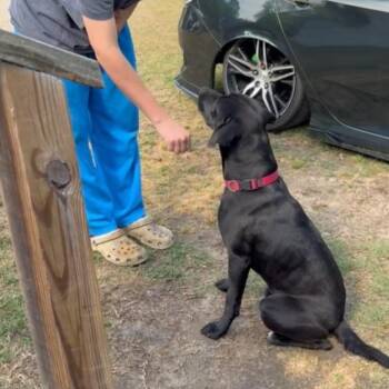 Gunner -  Labrador Retriever and Terrier Dog for Adoption in Raeford, North Carolina - Gunner | PetCurious