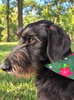 Salem -  Goldendoodle and Great Dane Dog for Adoption in Dysart, Iowa - Salem | PetCurious
