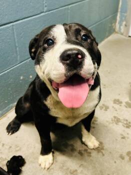 Soren -  American Bulldog and Shar Pei Dog for Adoption in Cedarburg, Wisconsin - Soren | PetCurious