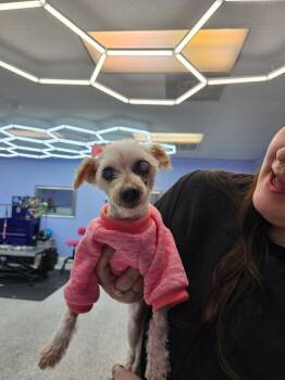 Maltese Dogs Available for Adoption - Ireland | PetCurious