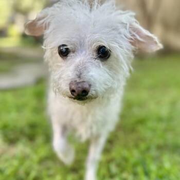 Terrier Dogs Available for Adoption in Houston, Texas - Dexter | PetCurious