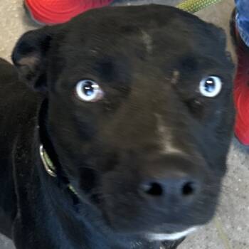 Rescue Mixed Breed Dogs for Adoption in Las Cruces, New Mexico - 99413 | PetCurious