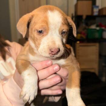 Cattle Dog and Australian Shepherd Dogs Available for Adoption - Arrow | PetCurious