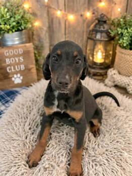 Coonhound and Mixed Breed Dogs Available for Adoption in St. Augustine, Florida - Huckleberry | PetCurious