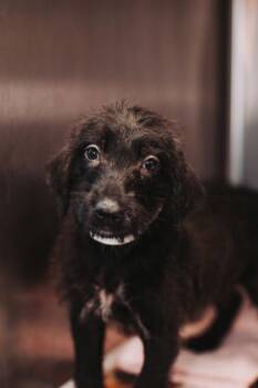 95156a Halloween -  Labrador Retriever and Mixed Breed Dog for Adoption in North Charleston, South Carolina - 95156a Halloween | PetCurious