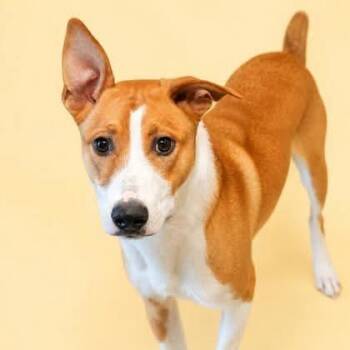 Biscuit -  Terrier Dog for Adoption in Allentown, Pennsylvania - Biscuit | PetCurious