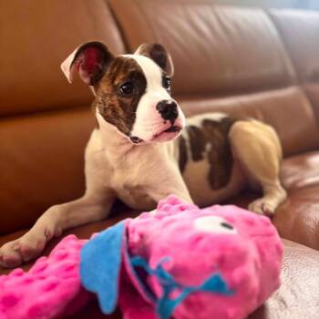 Sally -  Boxer and Pit Bull Terrier Dog for Adoption in Philadelphia, Pennsylvania - Sally | PetCurious