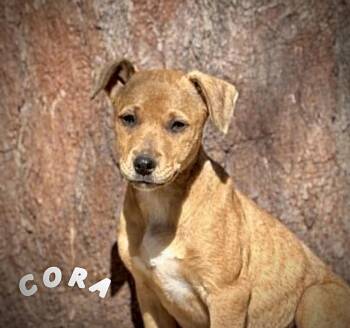 Retriever and Catahoula Leopard Dog Dogs Available for Adoption - Cora | PetCurious