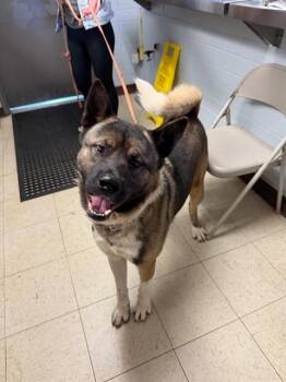 Akita Dogs Available for Adoption in Stockton, California - PACHA | PetCurious