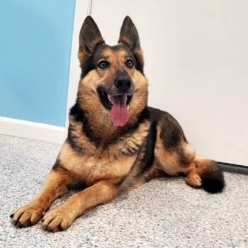 German Shepherd Dog Dogs Available for Adoption - Maizee | PetCurious