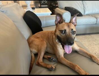 Rescue Belgian Shepherd Malinois and Pit Bull Terrier Dogs for Adoption in Burlington, New Jersey - Dunkin | PetCurious