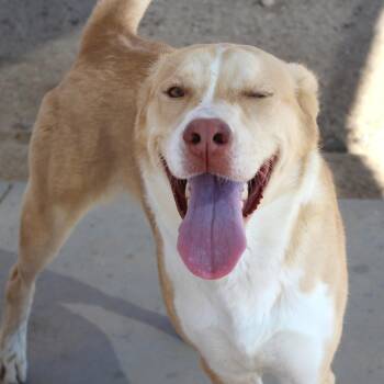 Nola -  Shepherd and Husky Dog for Adoption in Yucca Valley, California - Nola | PetCurious